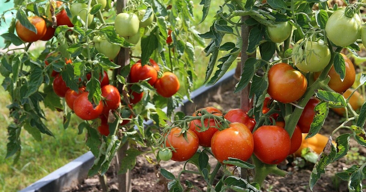 Ранние сорта томатов для открытого грунта